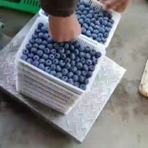 蓝莓山东优质大棚蓝莓陆地蓝莓产地8000亩基地