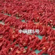 中研螺5号螺丝椒种子