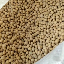 黄豆种子。早熟品种，正宗纯黄豆，产量高，