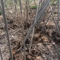 107速生杨树苗大量有货需要的赶紧联系