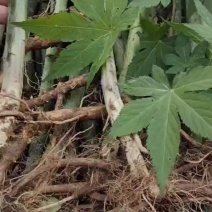 刺儿茶树苗甜茶苗甜叶覆盆子苗种植基地