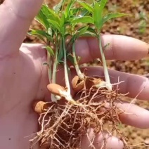 毛桃树苗桃芽苗桃树小苗广西桃芽苗顺丰包邮免运费