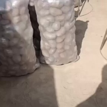 甘肃旱地红皮马铃薯