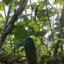 毛节瓜大量上市需要的老板欢迎订购