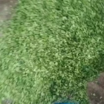 榆钱新鲜好货