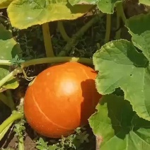 板栗南瓜漂亮本地好货