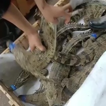 鳄鱼苗鳄鱼成品鳄鱼肉大量有货养殖基地直发手续齐全