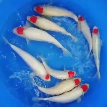 锦鲤活体观赏鱼丹顶红白
