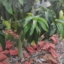 海南大青芒