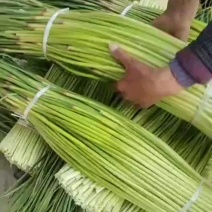【荐】万亩鲜蒜苔大量上市！产地直供，全部干苔，诚信合作