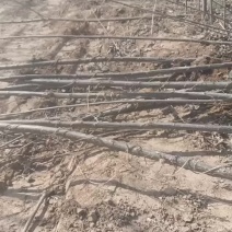 107速生杨树苗大量有货需要的赶紧联系