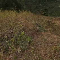 高山莓茶