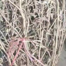 黄豆种子