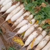 韩国白萝卜是煲汤，爆炒，凉拌的佳品