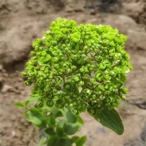 中华木绣球，也叫抖球，耐寒耐热适合庭院，别墅，小区，阳台