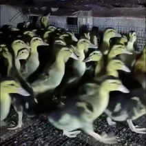 大种麻鸭