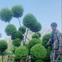 原生亮晶女贞叶片造型