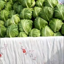 甘蓝