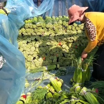 精品蒜薹红帽蒜薹，60以上，产地直发，商超，市场，电商