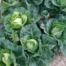牛心菜