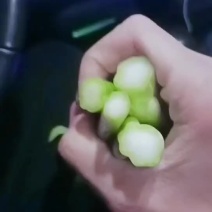 广东菜心了，上海青菜苔，精品货，大量供应食堂，超市