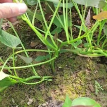 红薯苗