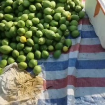 广东香水柠檬