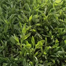 小拱棚头水大叶白苋菜上市了，蔬菜基地大量供货。