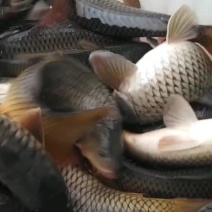 鲤鱼