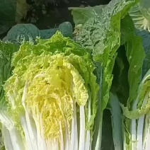 白菜，精品白菜冷库菜打包打冷可以拼车走车