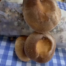香菇菌包，