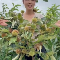 板栗树苗大红袍承德早熟特大地栽阳台庭院丘陵南北方种植当年