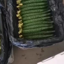 精品黄瓜黑又亮大花就是好看