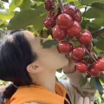 【带土带叶】巴西樱桃树苗车厘子大樱桃苗南北方种植庭院地栽