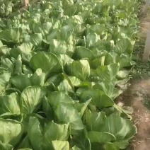 精品甘蓝，价格美丽，质量很好，量大优先，诚心合作