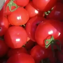 【品质优选】海阳普罗旺斯，新鲜上市，货源充足，量大价优