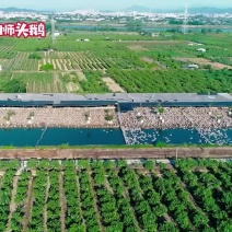 澄海正宗狮头鹅苗鹅蛋