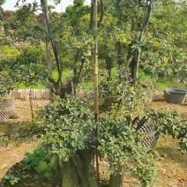 苗圃批发精品移栽金弹子易栽好活树形各异适应性强量大从优