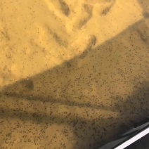 牛蛙苗