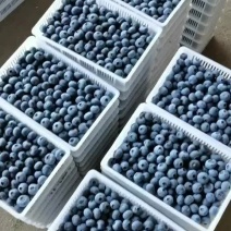 山东基地直供新鲜蓝莓F6优瑞卡L25薄雾公爵