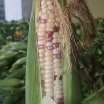花玉米精品1.2元量大优惠