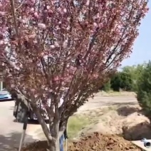 5公分的樱花，10公分樱花，20公分的樱花