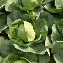春季甘蓝，包菜