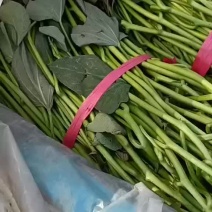 本地西瓜红大田苗，成活率高质量好。龙薯九，商薯19
