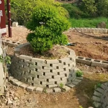 产地批发精品移栽赤楠桩景多头赤楠盆景多杆赤楠地景量大从优