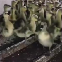 鹅苗