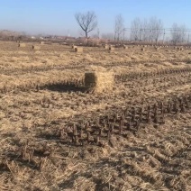 小包海斯顿长稻草货源充足品质保证可长期合作欢迎下单