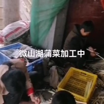 四季经营鲜蒲菜，全国发货，视频装箱，物美价廉鲜嫩可口