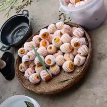大五星枇杷