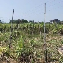 有喂牛甘蔗